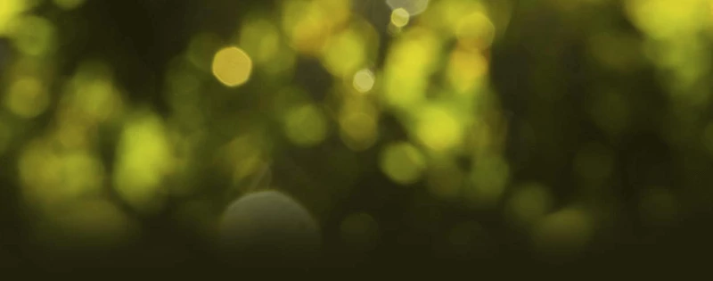 The Northwest Policyholder